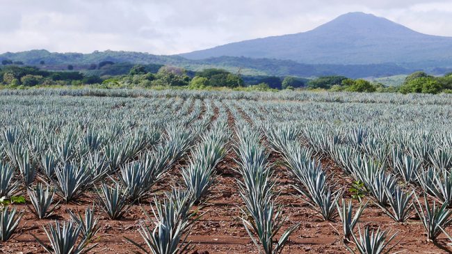 Blue Agave Field - Tequila Town